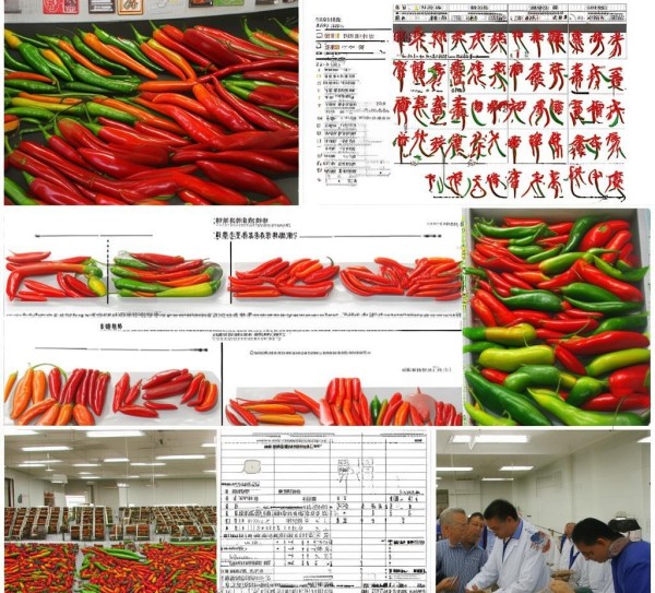 DB43/T 495-2009 鲜辣椒分级标准深度解析及实际应用研究,DB43/T 495-2009 鲜辣椒分级标准深度解析及实际应用研究,标准解读,第1张